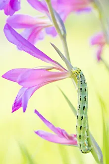 Sword-grass moth (Xylena exsoleta) caterpillar on Field gladiolus (Gladiolus italicus) Sword-grass moth (Xylena exsoleta) caterpillar on Field gladiolus (Gladiolus italicus)