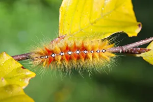 Sycamore moth (Acronicta aceris) caterpillar. Surrey, England, UK, September Sycamore moth (Acronicta aceris) caterpillar. Surrey, England, UK, September