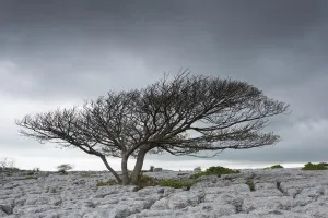 Sycamore tree (Acer pseudoplatanus), growing on limestone pavement, Lancashire, UK. May Sycamore tree (Acer pseudoplatanus), growing on limestone pavement, Lancashire, UK. May
