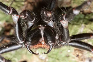 Sydney funnel web spider (Atrax robustus) close up showing venom droplets on fangs Sydney funnel web spider (Atrax robustus) close up showing venom droplets on fangs