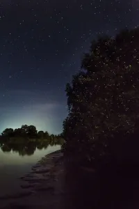 Synchronous fire flies (Pteroptyx sp.) mangroves along the Kinabatangan River, Sabah Synchronous fire flies (Pteroptyx sp.) mangroves along the Kinabatangan River, Sabah