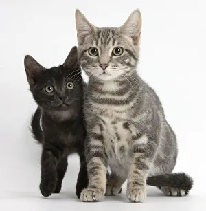 Tabby cat, Max, 5 months, with smoke black kitten Tabby cat, Max, 5 months, with smoke black kitten