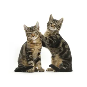 Images Dated 21st November 2014: Tabby cats, Picasso and Smudge, age 3 months, together