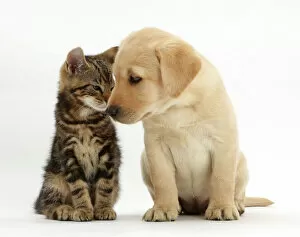 Affectionate Gallery: Tabby kitten, Picasso, 9 weeks, head to head with Yellow labrador puppy, 8 weeks
