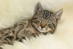 Tabby kitten, Picasso, age 3 months, sleeping on a fluffy rug Tabby kitten, Picasso, age 3 months, sleeping on a fluffy rug