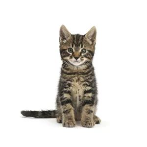 Tabby kitten, Smudge, 7 weeks, sitting Tabby kitten, Smudge, 7 weeks, sitting