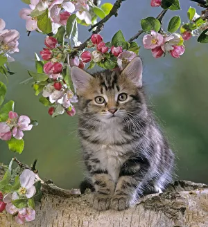 Tabby kitten in spring with apple blossom Tabby kitten in spring with apple blossom