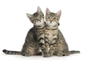 Tabby kittens, Stanley and Fosset, 3 months old, sitting and snuggling together Tabby kittens, Stanley and Fosset, 3 months old, sitting and snuggling together