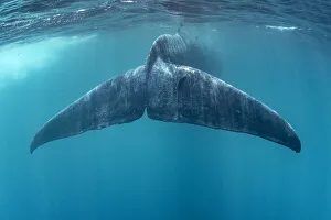 Tail of Blue whale (Balaenoptera musculus brevicauda). This may be the pygmy sub-species Tail of Blue whale (Balaenoptera musculus brevicauda). This may be the pygmy sub-species