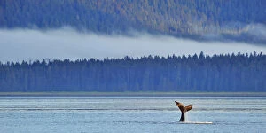 Images Dated 13th August 2011: Tail fluke of a diving Humpback whale (Megaptera novaeangliae) misty coast in background
