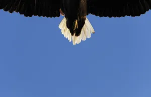 Tail of a flying White tailed sea eagle (Haliaeetus albicilla) Flatanger, Nord Trndelag Tail of a flying White tailed sea eagle (Haliaeetus albicilla) Flatanger, Nord Trndelag