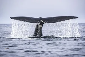 Tail of a North Atlantic right whale (Eubalaena glacialis) as it dives Tail of a North Atlantic right whale (Eubalaena glacialis) as it dives