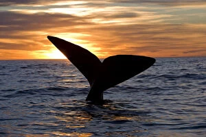 Images Dated 21st October 2007: Tail of Southern right whale (Eubalaena australis) at sunset, Golfo Nuevo, Peninsula Valdes