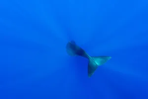 Tail of Sperm whale (Physeter macrocephalus) diving. Dominica, Caribbean Sea Tail of Sperm whale (Physeter macrocephalus) diving. Dominica, Caribbean Sea