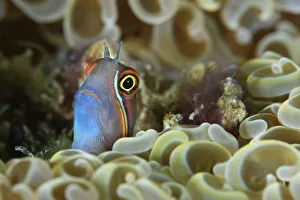 Tail-spot blenny (Ecsenius stigmatura) peering out from amongst the coral, Triton Bay, West Papua, Indonesia Tail-spot blenny (Ecsenius stigmatura) peering out from amongst the coral, Triton Bay, West Papua, Indonesia