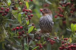 Taiwan Bar-wing (Actinodura morrisoniana) an endemic species Taiwan Bar-wing (Actinodura morrisoniana) an endemic species