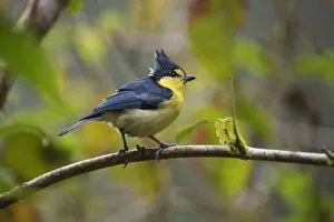 Taiwan Yellow tit, (Machlolophus holsti) Lu Shan, Taiwan endemic species Taiwan Yellow tit, (Machlolophus holsti) Lu Shan, Taiwan endemic species
