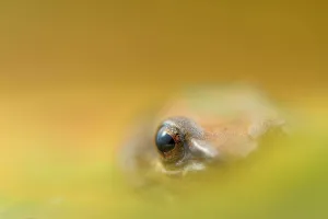 Tambococha rain frog (Pristimantis omeviridis) artistic view of eye, Yasuni National Park Tambococha rain frog (Pristimantis omeviridis) artistic view of eye, Yasuni National Park