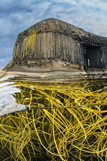 Volcanic Rocks Gallery: A tangle of Spaghetti seaweed / Thong weed (Himanthalia elongata)