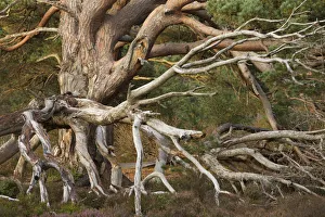 Tangled dead boughs of veteran Scots Pine (Pinus sylvestris), Rothiemurchus Forest Tangled dead boughs of veteran Scots Pine (Pinus sylvestris), Rothiemurchus Forest