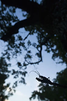Images Dated 20th June 2009: Tanner / Sawyer beetle (Prionus coriarius) silhouetted on Oak branch at dusk, Djerdap National Park