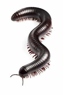 Tanzanian Giant Millipede {Archispirostreptus gigas} Captive, originating from Africa Tanzanian Giant Millipede {Archispirostreptus gigas} Captive, originating from Africa
