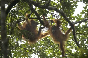 Tapanuli Orangutan (Pongo tapanuliensis) Beti, juvenile female approximate age 6 years Tapanuli Orangutan (Pongo tapanuliensis) Beti, juvenile female approximate age 6 years