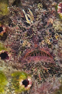 Related Images Gallery: Tassled anglerfish (Rhycherus filamentosus) is almost perfectly camouflaged as it