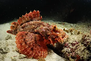 Tassled scorpionfish (Scorpaenopsis oxycephala) swimming just above sea bed, Raja Ampat Tassled scorpionfish (Scorpaenopsis oxycephala) swimming just above sea bed, Raja Ampat