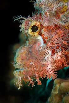 Tassled scorpionfish (Scorpaenopsis oxycephala), portrait, Triton Bay, West Papua, Indonesia, Pacific Ocean Tassled scorpionfish (Scorpaenopsis oxycephala), portrait, Triton Bay, West Papua, Indonesia, Pacific Ocean