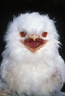 Tawny Frogmouth, albino {Podargus strigoides} Tasmania, Australia Tawny Frogmouth, albino {Podargus strigoides} Tasmania, Australia