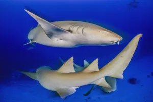 Tawny nurse shark (Nebrius ferrugineus) group, individuals circling each other at dusk Tawny nurse shark (Nebrius ferrugineus) group, individuals circling each other at dusk