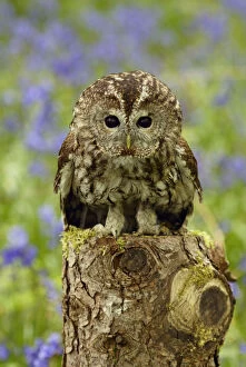 Images Dated 8th May 2003: Tawny Owl juvenile portrait on tree stump {Strix aluco} Wiltshire, UK