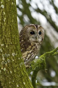 Tawny Owl (Strix aluco) adult female perched in tree, trained bird, Somerset, UK, January Tawny Owl (Strix aluco) adult female perched in tree, trained bird, Somerset, UK, January