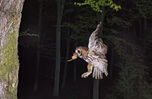 Images Dated 30th April 2010: Tawny owl (Strix aluco) flying with Dormouse prey (Muscardinus avellanairus) to nest