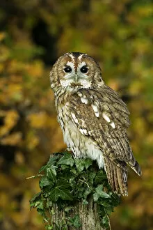 Images Dated 25th November 2004: Tawny owl (Strix aluco) on ivy covered post, Captive, Essex, UK, November