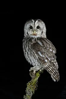 Tawny Owl (Strix aluco) perched on branch with prey, at night. Norway, February Tawny Owl (Strix aluco) perched on branch with prey, at night. Norway, February