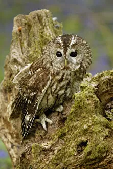 Images Dated 8th May 2003: Tawny Owl on tree stump {Strix aluco} Wiltshire, UK captive