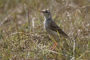 Tawny pipit (Anthus campestris) on ground, Bagerova Steppe, Kerch Peninsula, Crimea Tawny pipit (Anthus campestris) on ground, Bagerova Steppe, Kerch Peninsula, Crimea