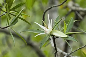 Tea mangrove (Pelliciera rhizophorae) flower, Pochote Estuary, Costa Rica, Vulnerable Tea mangrove (Pelliciera rhizophorae) flower, Pochote Estuary, Costa Rica, Vulnerable