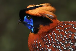 Temmincks tragopan (Tragopan temminckii) male bird walking throught the forest Temmincks tragopan (Tragopan temminckii) male bird walking throught the forest