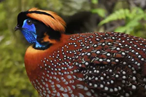Temmincks tragopan (Tragopan temminckii) male bird walking throught the forest Temmincks tragopan (Tragopan temminckii) male bird walking throught the forest