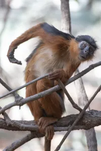 Temminck's western red colobus (Piliocolobus temminckii) sitting in tree, Gambia Temminck's western red colobus (Piliocolobus temminckii) sitting in tree, Gambia
