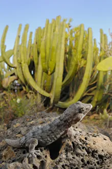 Tenerife wall gecko (Tarentola delalandii) endemic to Tenerife, Canary Islands Tenerife wall gecko (Tarentola delalandii) endemic to Tenerife, Canary Islands