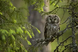Tengmalm Owl (Aegolius funereus) perched on a branch, Finland Tengmalm Owl (Aegolius funereus) perched on a branch, Finland