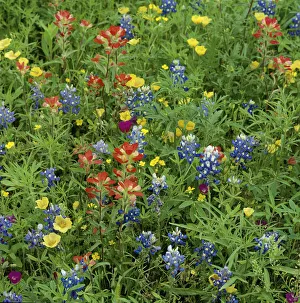 Texas bluebonnets (Lupinus texensis) and Indian paintbrush (Castilleja coccinea) amongst Texas bluebonnets (Lupinus texensis) and Indian paintbrush (Castilleja coccinea) amongst