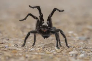 Texas brown tarantula (Aphonopelma hentzi) in defensive posture Texas brown tarantula (Aphonopelma hentzi) in defensive posture