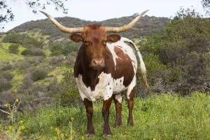Texas Longhorn cow on high country pasture, Santa Ynez Mountains foothills, Goleta Texas Longhorn cow on high country pasture, Santa Ynez Mountains foothills, Goleta