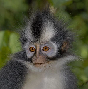 Images Dated 15th July 2007: Thomass leaf monkey (Presbytis thomasi) Geunung leuser NP, Sumatra