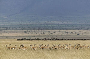Images Dated 28th August 2004: Thomsons gazelle (Eudorcas thomsonii) herd with Wildebeest herd visible beyond